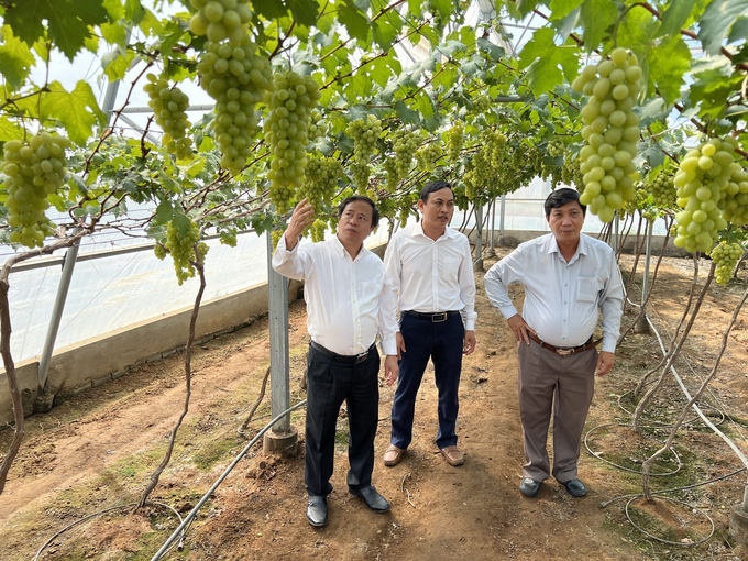 GS.TS Nguyễn Hồng Sơn, giám đốc Viện Khoa học Nông nghiệp Việt Nam (ngoài cùng bên trái) thăm mô hình trồng giống nho xanh NH01-148 trong nhà màng của Viện Nghiên cứu bông và Phát triển nông nghiệp Nha Hố. Ảnh: Mai Phương.