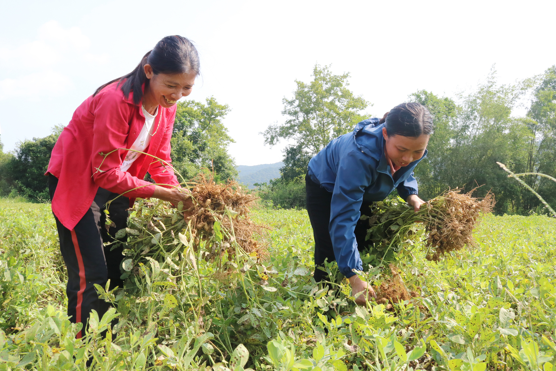 Cây lạc địa phương được đưa vào canh tác theo hướng hữu cơ trên vùng đất xã Cao Quảng. Ảnh: Tâm Phùng.