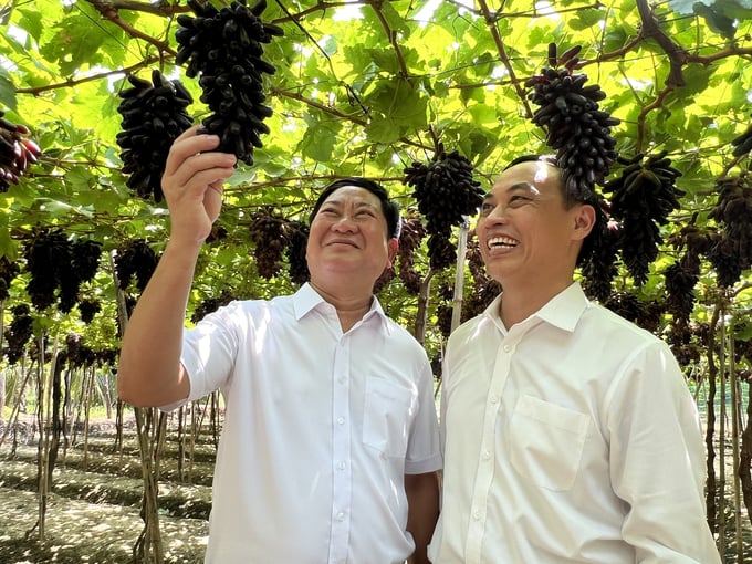 Ông Trần Quốc Nam, Chủ tịch UBND tỉnh Ninh Thuận (trái) và TS Mai Văn Hào, Viện trưởng Viện Nghiên cứu bông và Phát triển nông nghiệp Nha Hố thăm vườn nho giống mới. Ảnh: Vũ Đình Thung.