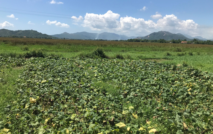 Bàu Đưng ở thôn Quy Hội, xã Phước An (huyện Tuy Phước, Bình Định) là kho cỏ lác cho trâu của làng. Ảnh: V.Đ.T.