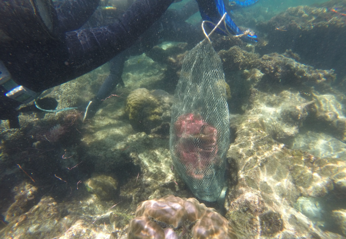 Nhặt rác nhựa làm sạch san hô ở biển Phú Quốc.