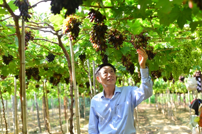 Ông Đặng Kim Cương, Giám đốc Sở NN-PTNT Ninh Thuận thăm vườn nho giống mới. Ảnh: Mai Phương.