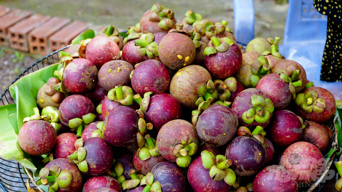 According to gardeners, this year's mangosteen harvest is a bountiful harvest, with production up at least 30% compared to last year.  Photo: Le Binh.