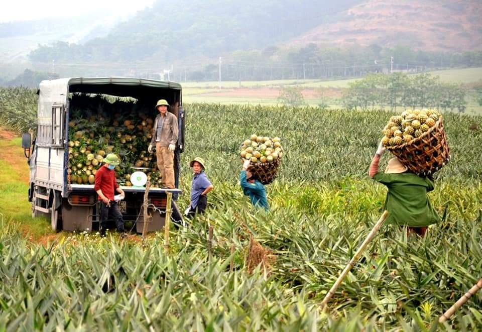 Nhờ giá trị kinh tế cao nên hiện nay cây dứa đang được mở rộng ở xã Hà Long (Hà Trung, Thanh Hóa). Ảnh: Lê Cương.