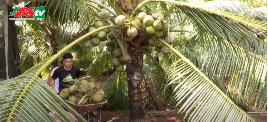 The economic efficiency of macapuno is many times higher than that of regular coconut, helping farmers have a stable life.