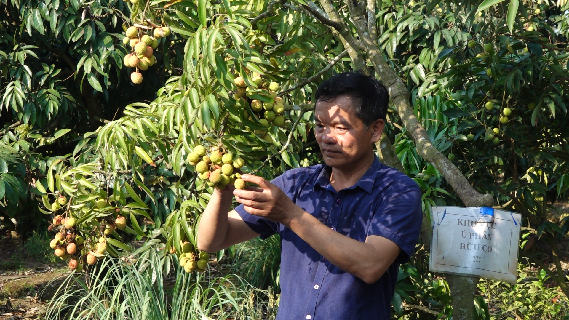 Having no fruit irradiation factory qualified to export products to the USA is considered a big difficulty for farmers and businesses in the Northern region. Photo: Quang Linh.