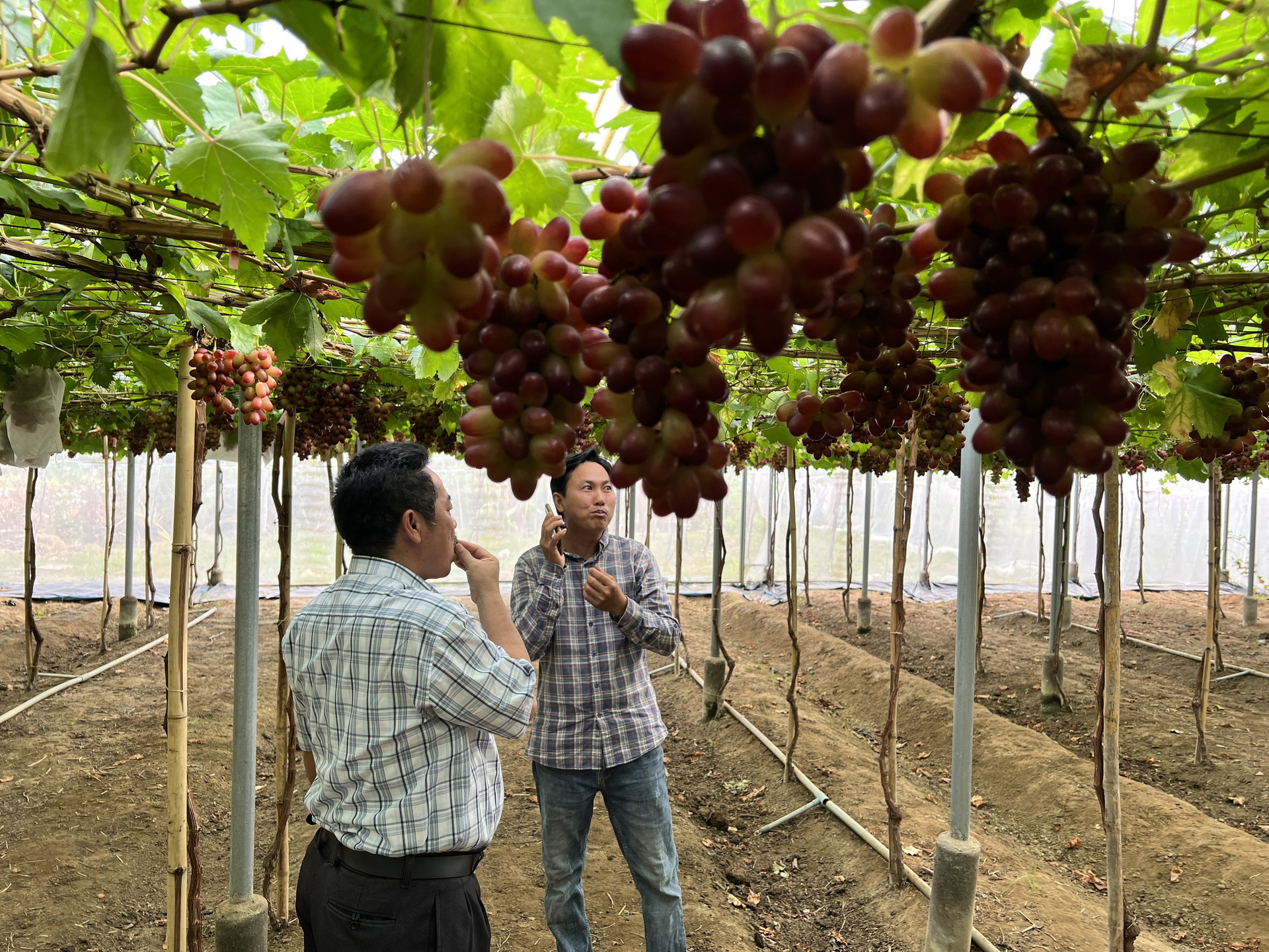 Nho là cây trồng thích ứng rất tốt với điều kiện nắng hạn, cho thu nhập rất cao ở Ninh Thuận. Ảnh: KS.