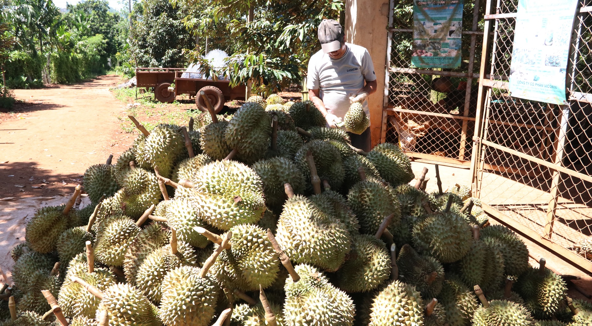 The current peeled durian product still has great potential. Photo: Tam An.