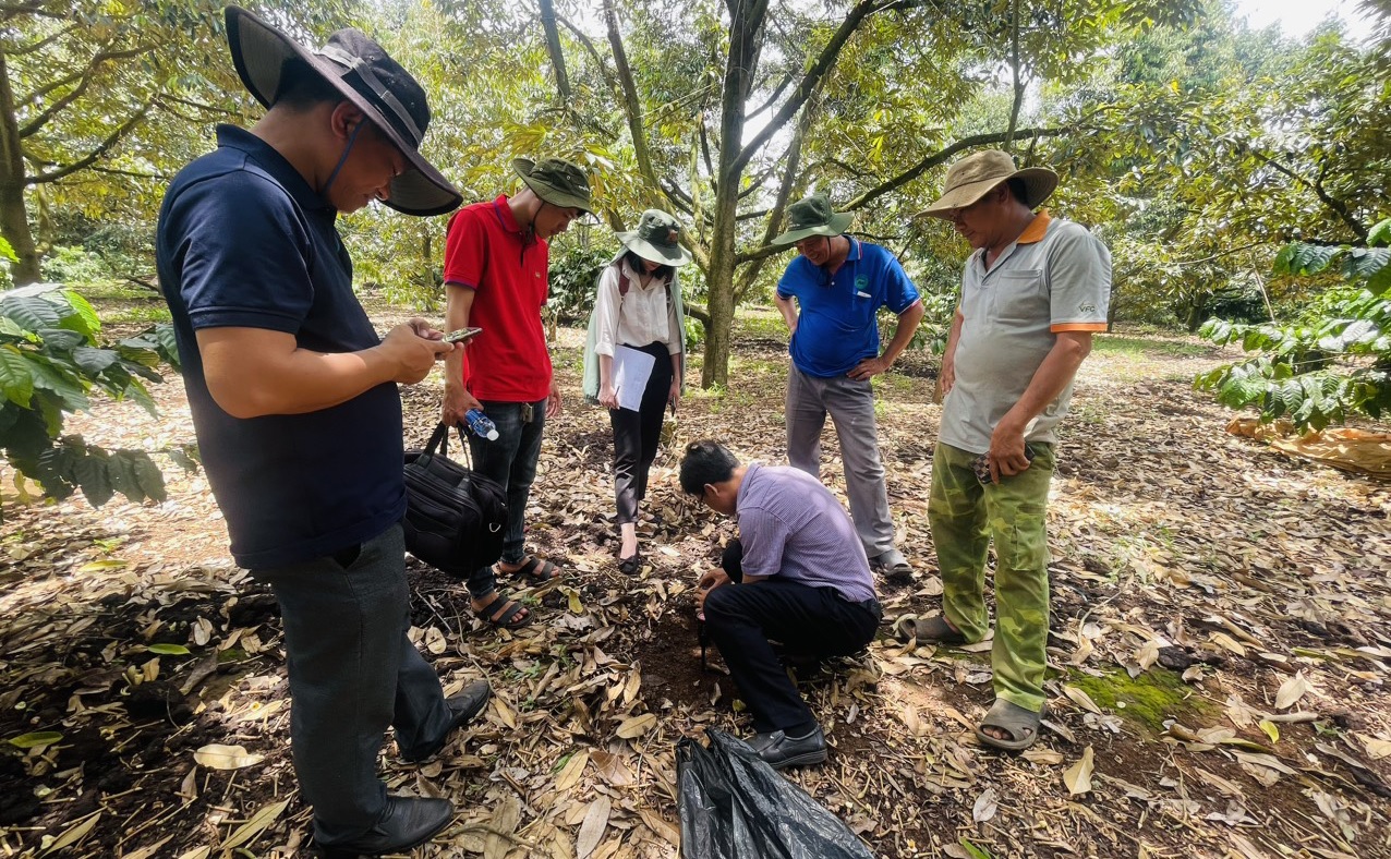 Technical staff of Tay Nguyen Durian JSC took soil samples to test the associated gardens. Photo: Tam An.