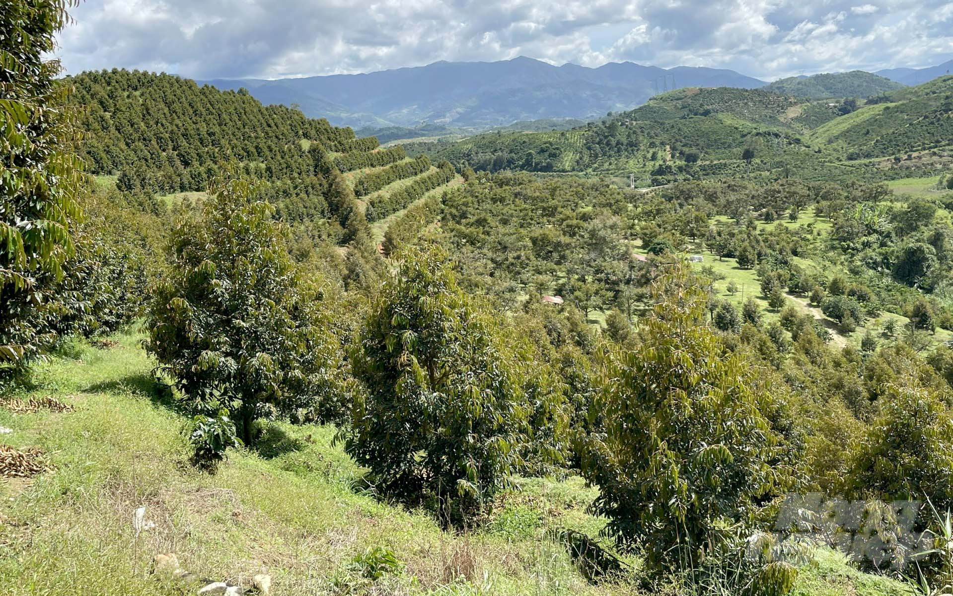 The area of durian in the whole district of Dam Rong is approximately 1,800 ha. In which, the area of pure cultivation is nearly 750 ha and the intercropping area is over 1,000 ha. Photo: Minh Hau.