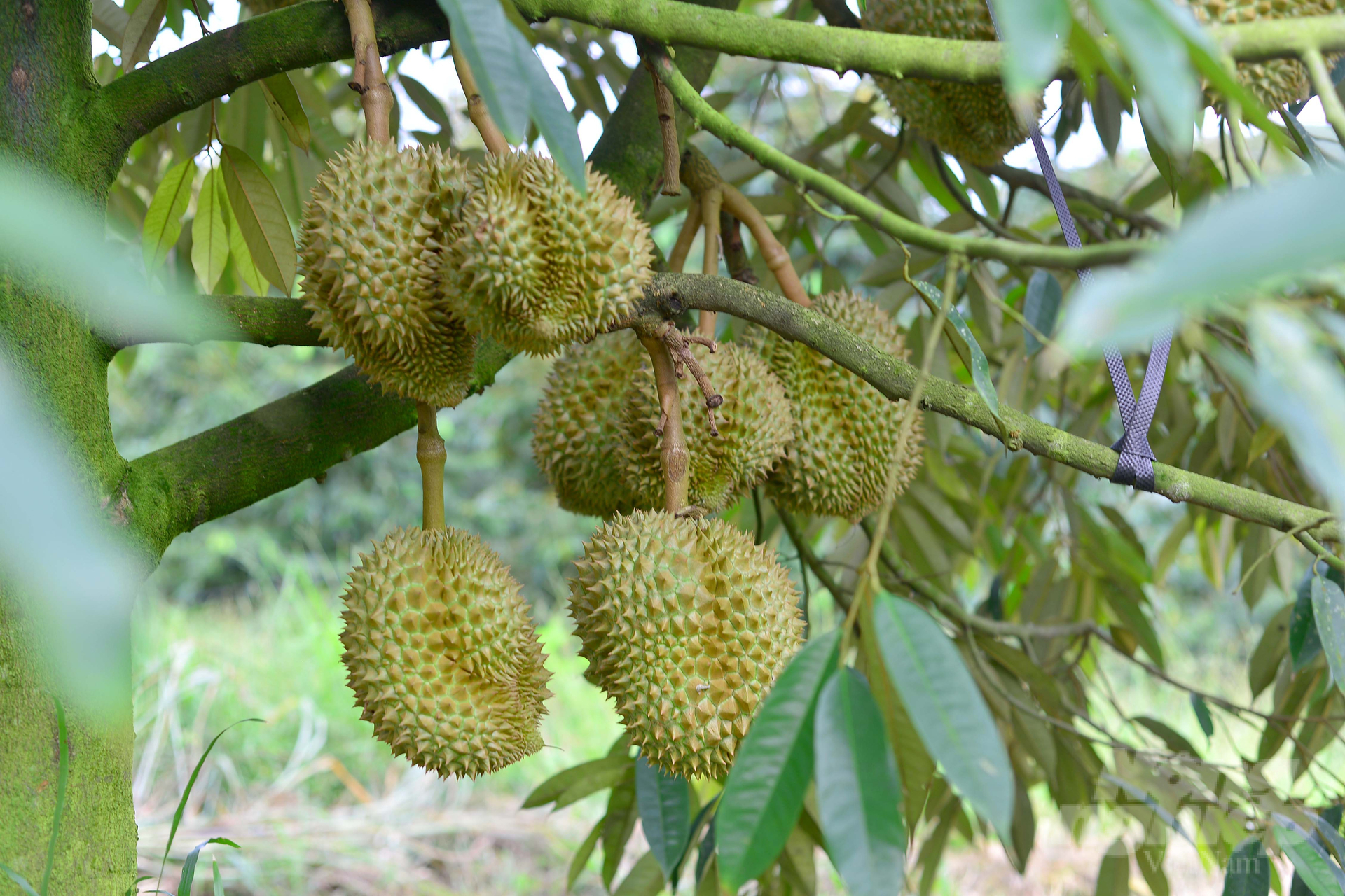 The total durian production of Dam Rong district is currently over 4,300 tons. Photo: Minh Hau.