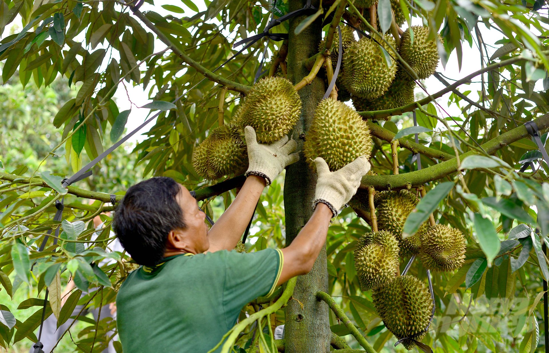 Dam Rong district is switching inefficient crop areas to durian in order to improve production value and increase income for local farmers. Photo: Minh Hau.