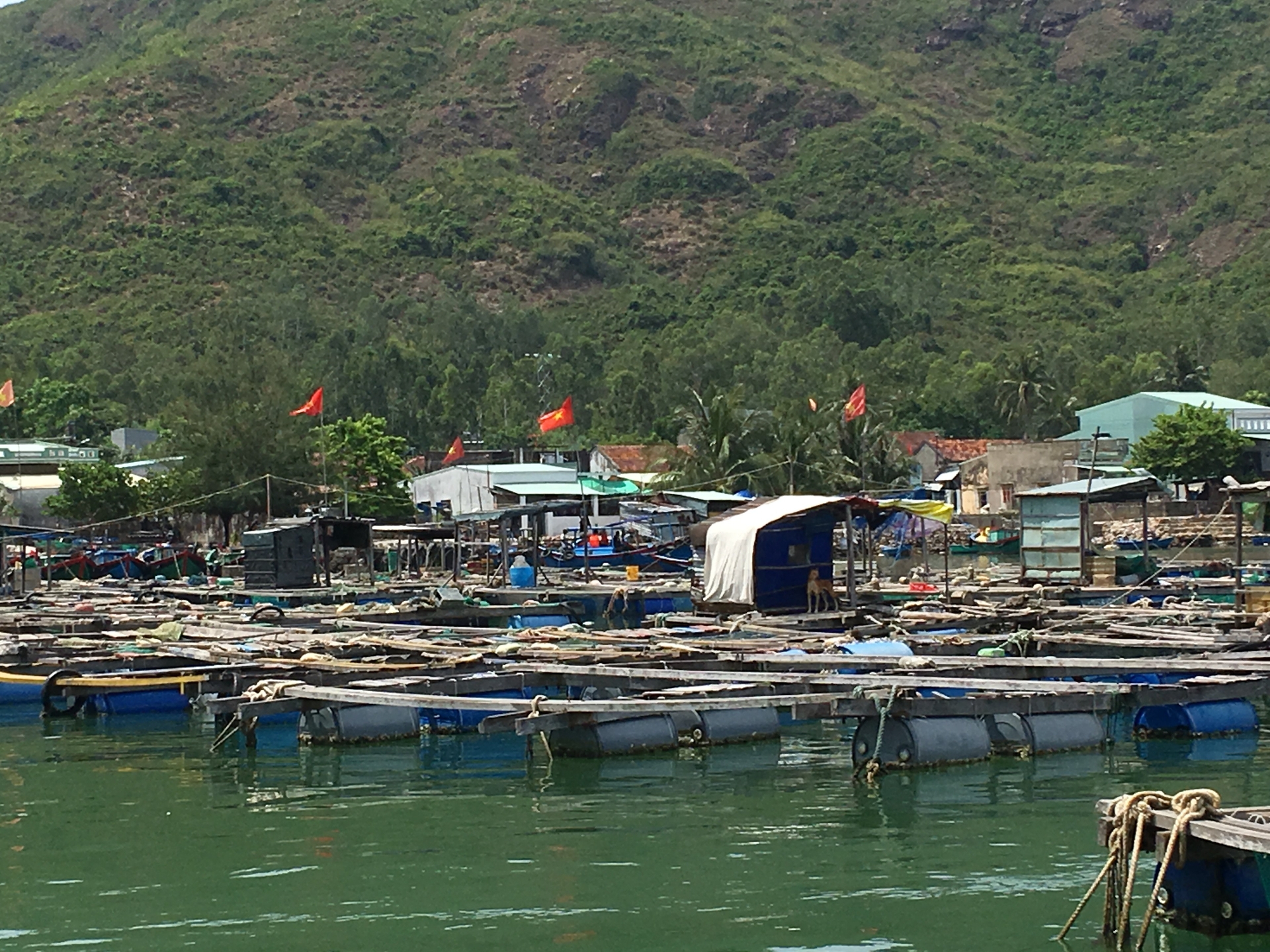 Vùng nuôi trồng thủy sản trên biển ở tỉnh Phú Yên chủ yến gần ven bờ. Ảnh: KS.
