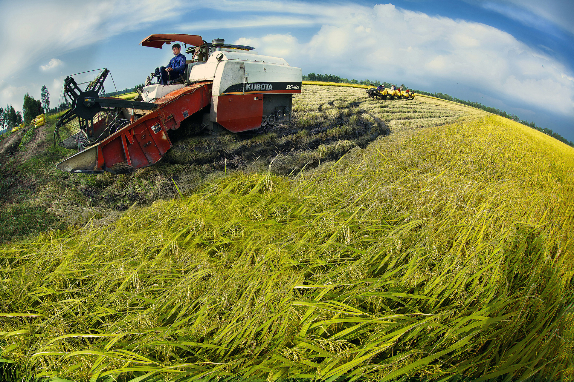 Ngành hàng lúa gạo phát triển mạnh mẽ trong những tháng đầu năm 2023. Ảnh: NTMTW.