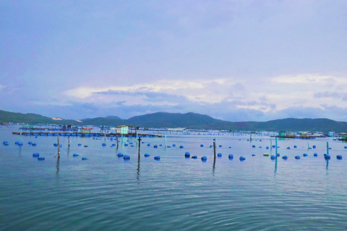 Vùng nuôi trồng thủy sản ở vịnh Xuân Đài, thị xã Sông Cầu, tỉnh Phú Yên. Ảnh: PC.