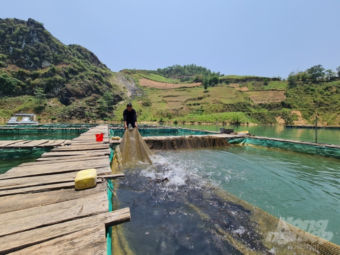 Hợp tác xã nuôi cá lồng trên sông Nho Quế của anh Lương Văn Hùng, cán bộ văn hoá xã Khâu Vai. Ảnh: Đào Thanh.