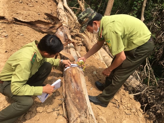 Diện tích rừng bị phá trên 7.540m2 với trữ lượng gỗ được xác định hơn 9,2m3