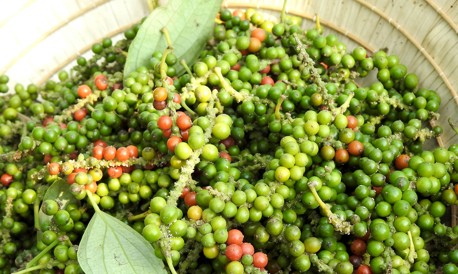 Pepper has just been harvested by farmers in Dong Nai. Photo: Son Trang.