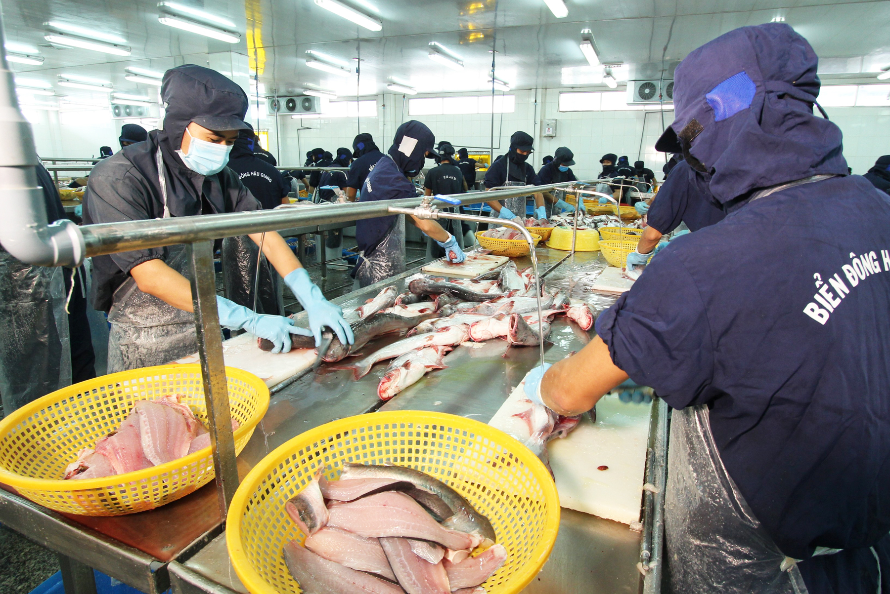 Processing pangasius for export in the Mekong Delta. Photo: Huu Duc-BD.