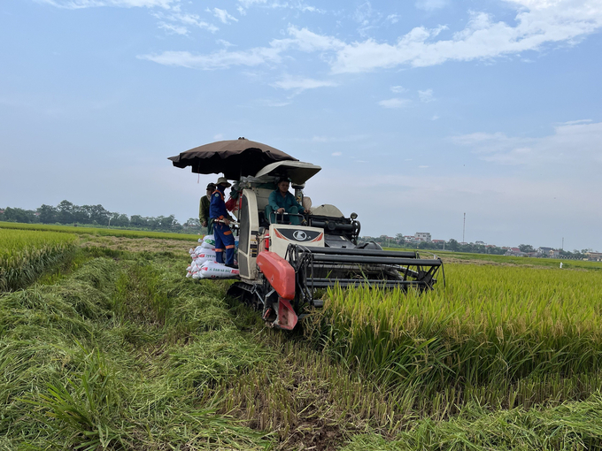 Nhiều mô hình liên kết sản xuất gắn với tiêu thụ lúa gạo chất lượng cao tiếp tục được triển khai nhân rộng tại Phú Thọ trong vụ xuân 2023. Ảnh: TL.