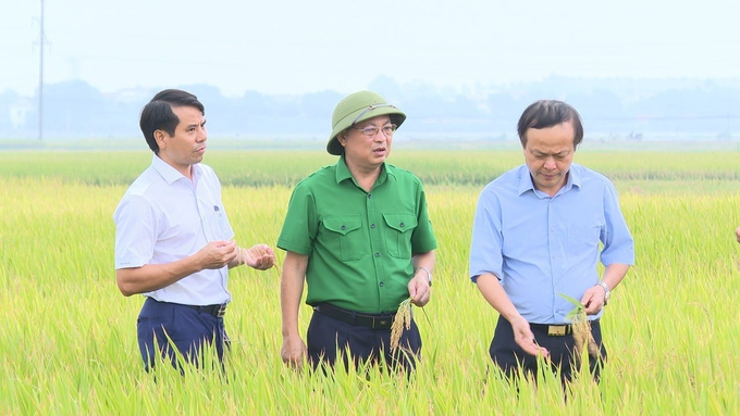 Ngành nông nghiệp Phú Thọ khuyến cáo nông dân thu hoạch nhanh gọn lúa xuân đã chín theo phương châm 'xanh nhà hơn già đồng'. Ảnh: TL.