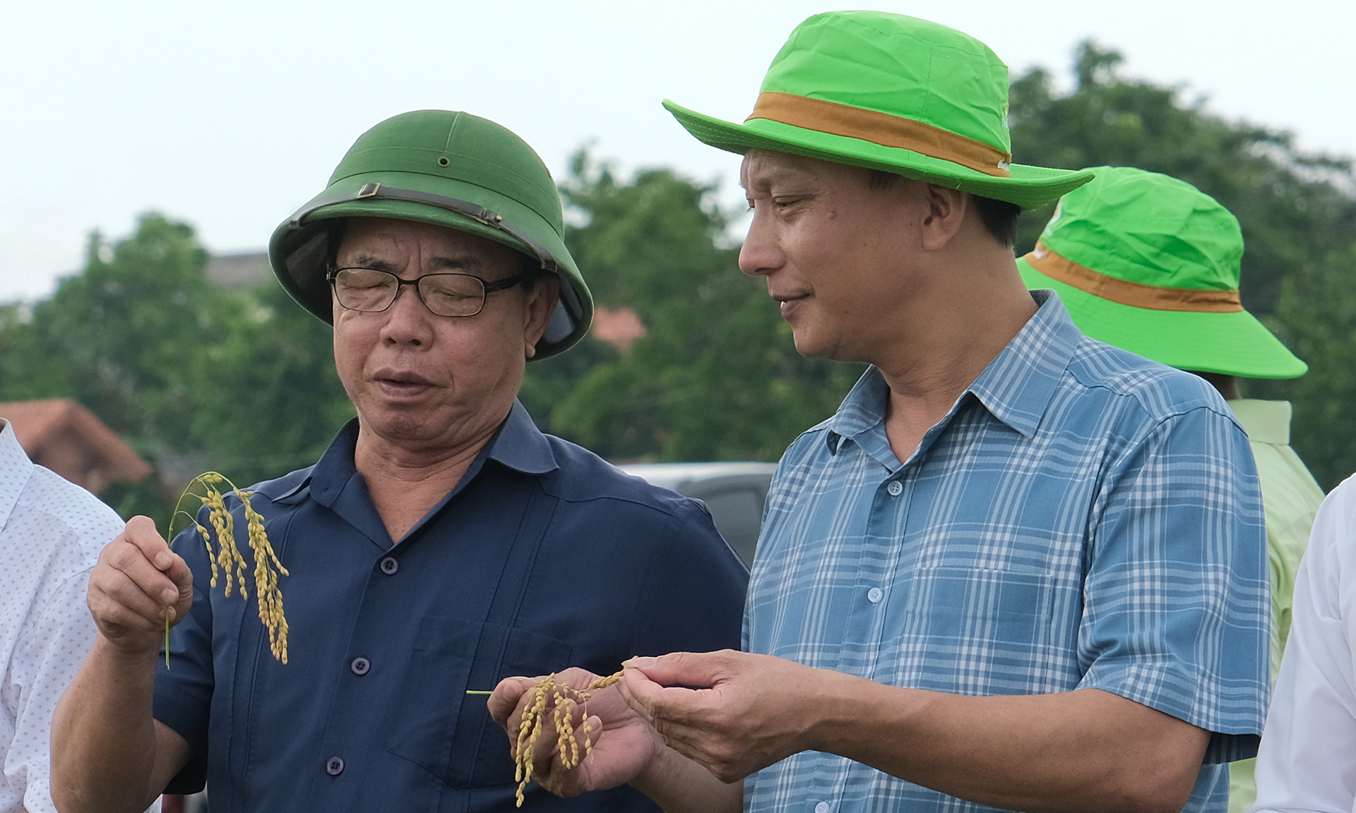 Ông Trần Mạnh Báo (trái), Chủ tịch HĐQT ThaiBinh Seed và Phó Giám đốc Sở NN-PTNT Bắc Ninh, ông Nguyễn Hồng Quang thăm cánh đồng lúa nếp A Sào. Ảnh: Bảo Thắng.