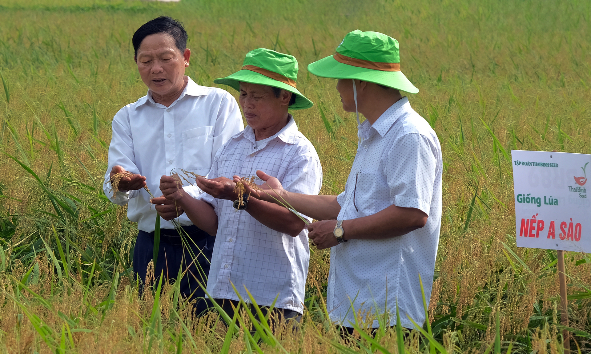 Mô hình thử nghiệm trồng lúa nếp A Sào tại huyện Lương Tài có quy mô khoảng 10ha. Ảnh: Bảo Thắng.