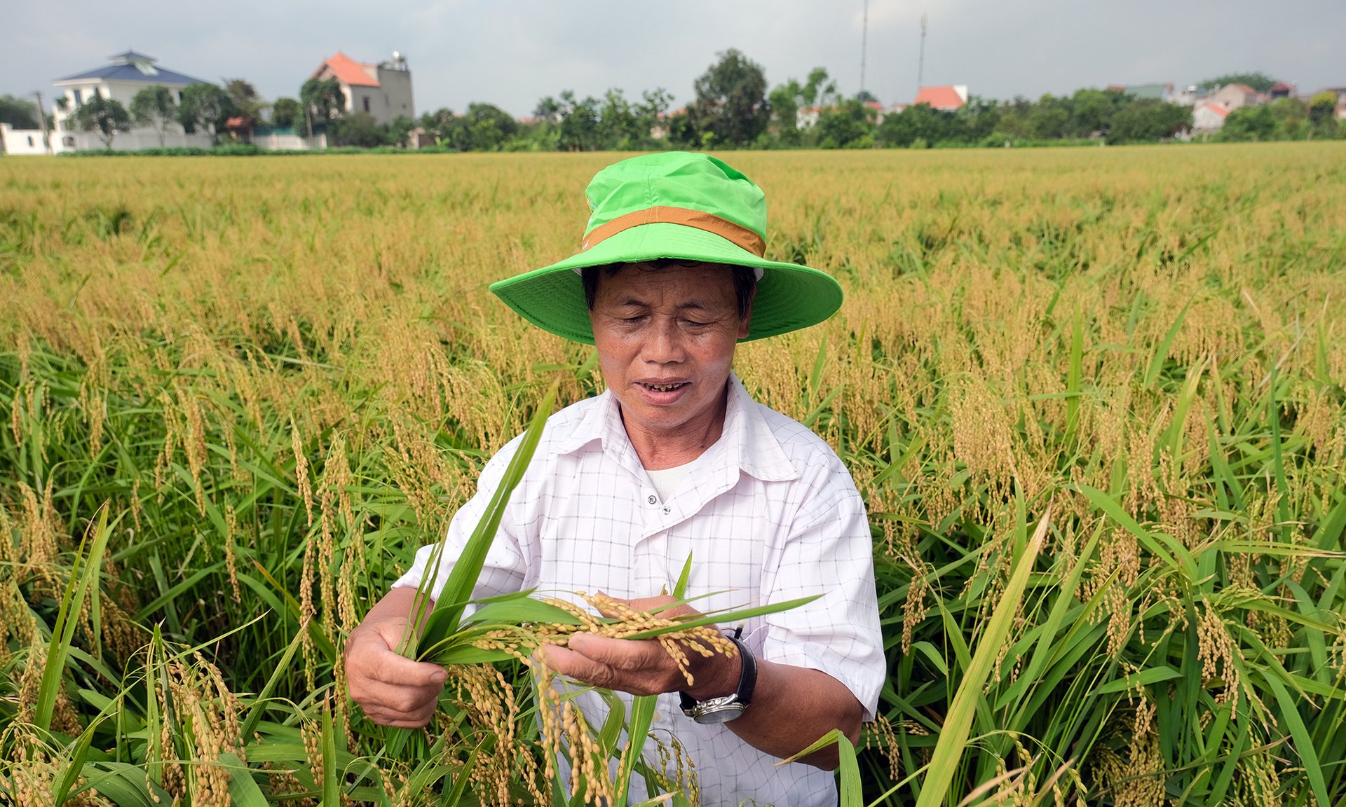 Ông Nguyễn Bá Vân ở thôn Tam Sơn, xã Tân Lãng phấn khởi vì cánh đồng 9 sào trồng giống lúa nếp A Sào rất sạch sâu bệnh, năng suất ước đạt hơn 2,5 tạ/sào (360m2). Ảnh: Bảo Thắng. 