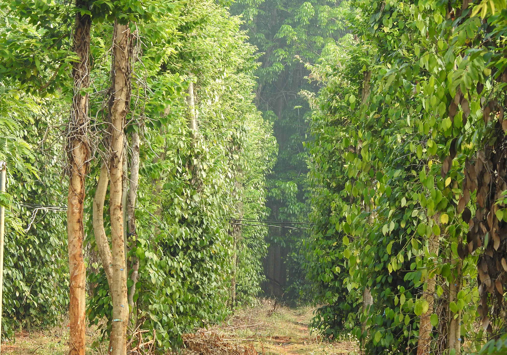 Organic pepper garden of Thien Nong farm, Binh Phuoc. Photo: Son Trang.