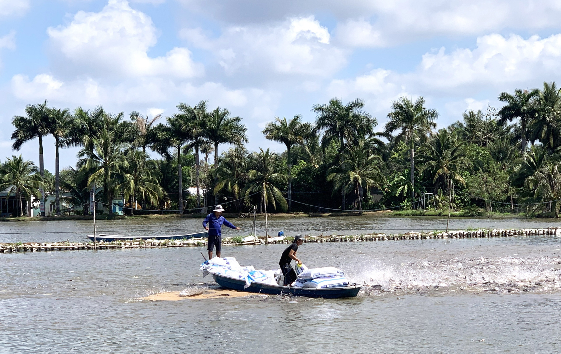 Pangasius farming area for export in Con Son, Can Tho City. Photo: Huu Duc.