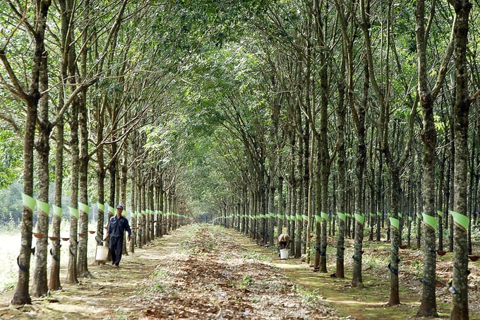Quản lý rừng cao su bền vững  là 'kim chỉ nam' trong nhiệm vụ quản lý kinh doanh rừng của Công ty Cao su Chư Păh. Ảnh: C.T.