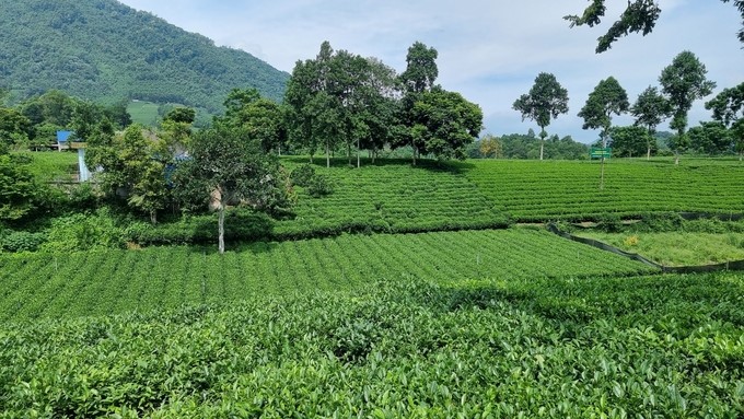 Tan Cuong tea area. Photo: Toan Nguyen.