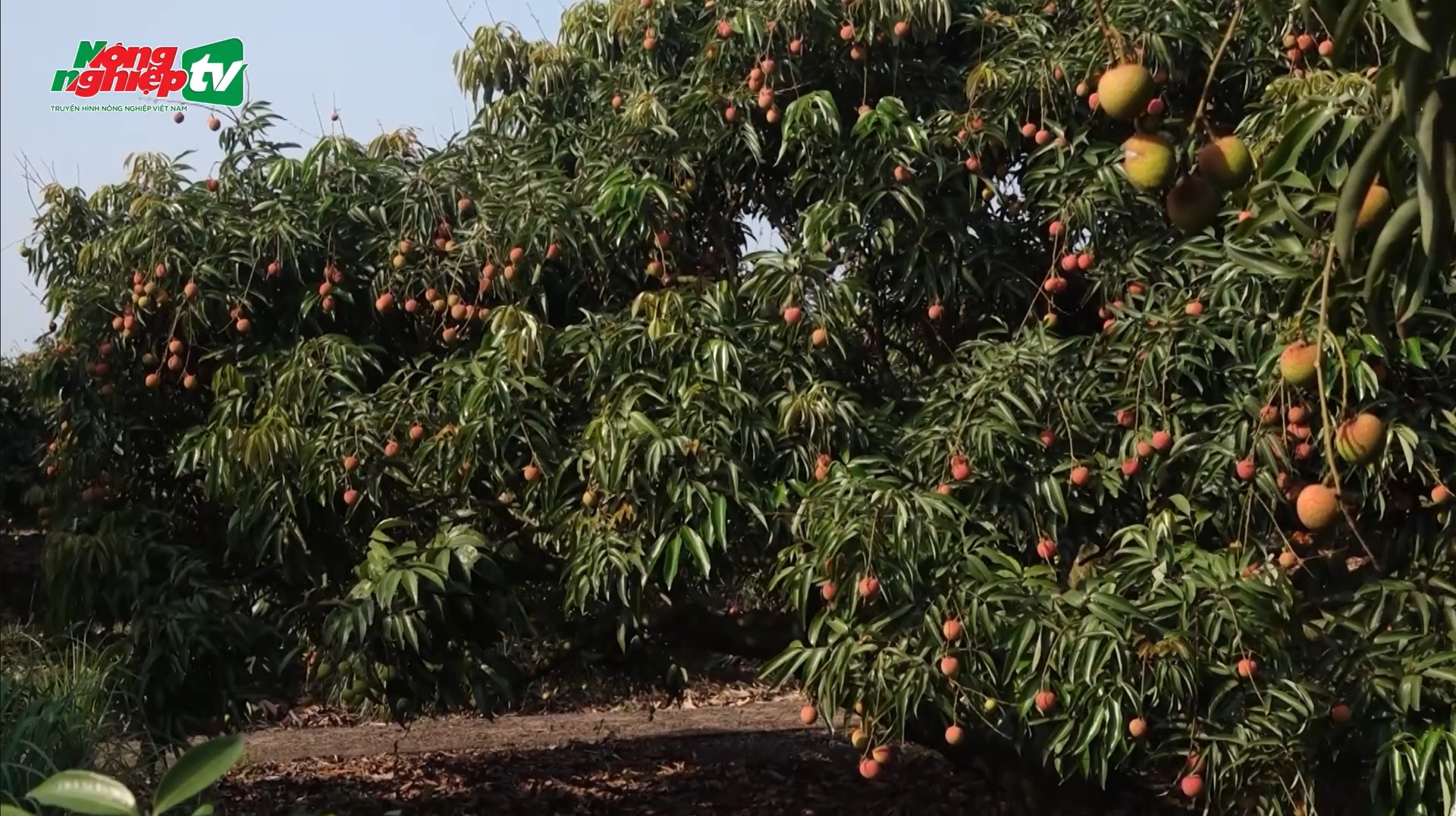 Hai Duong as a whole now has 199 lychee growing area codes, covering a total area of over 1,100 ha. Photo: AgriTV.