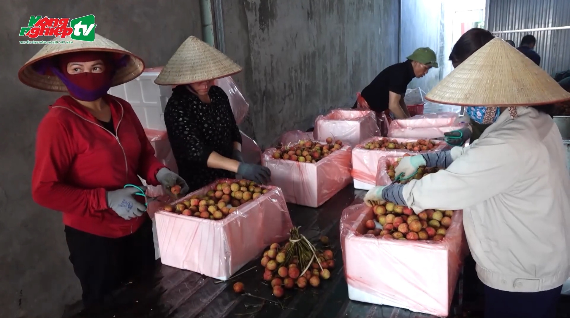 The lychee crop this year is going to be good news once again as a bountiful harvest is within expectations. But with a good harvest comes the pressure of consumption. Photo: AgriTV.