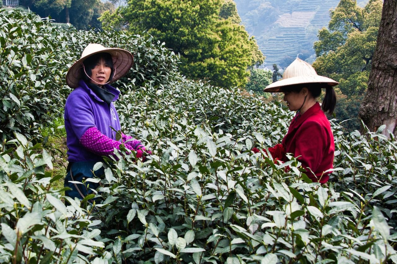 Thu hoạch, chế biến và thưởng trà đã là một phần trong cuộc sống và văn hóa của người Blang qua nhiều thế hệ. Ở đây vào những ngày giữa tháng 5 hằng năm, người ta có thể dễ dàng bắt gặp nông dân vừa hái lá chè vừa ngân nga những điệu hát dân tộc.