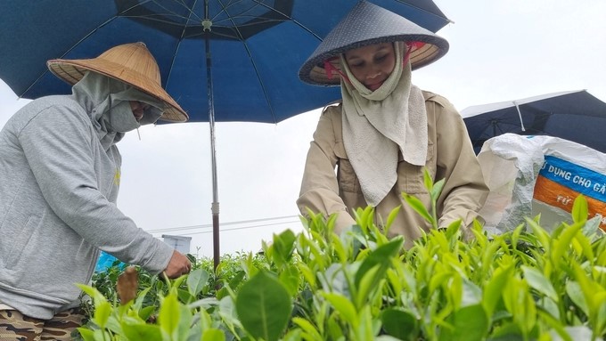 Tan Cuong farmers harvest tea. Photo: Hoang Anh.