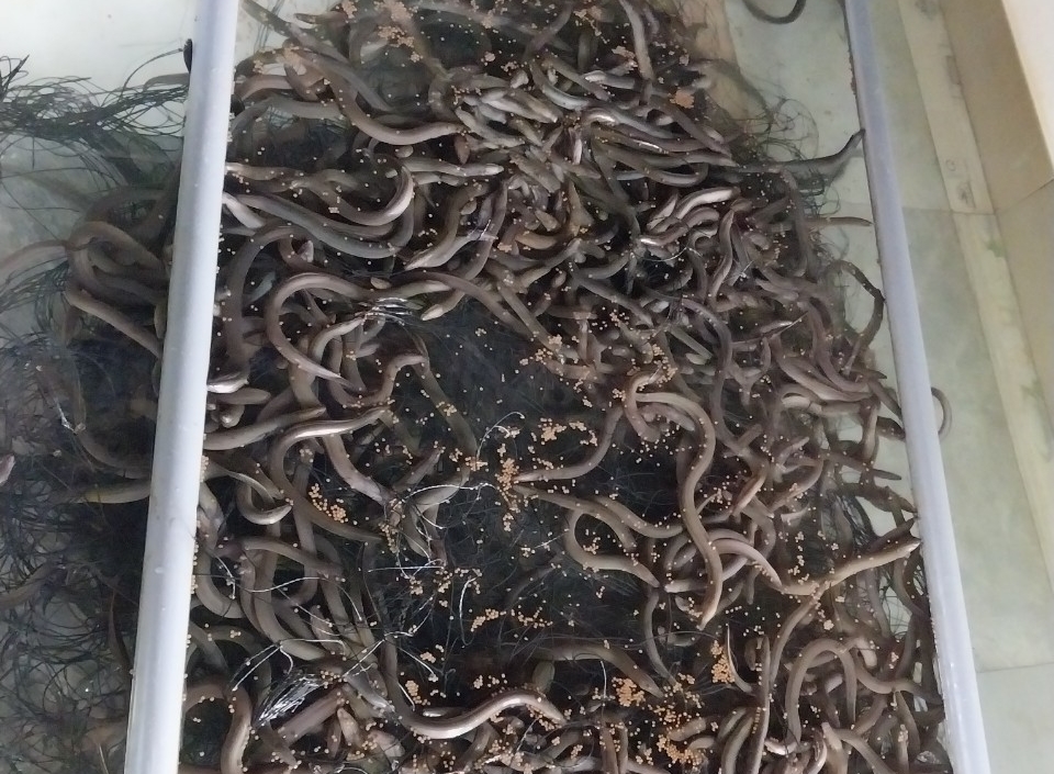 Mô hình nuôi lươn không bùn được triển khai thành công đã góp phần đa dạng hóa đối tượng nuôi thủy sản. Ảnh: KS.