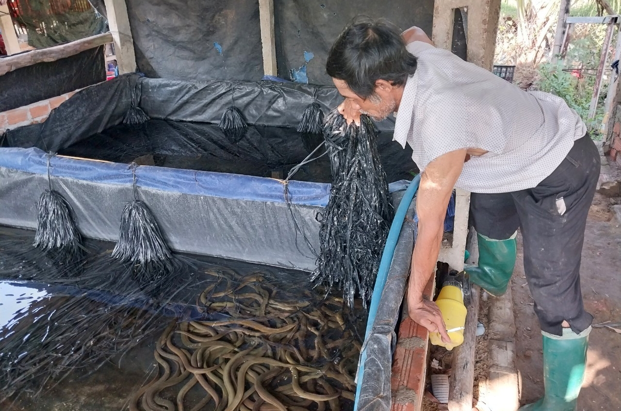 Mô hình nuôi lươn không bùn được triển khai thành công đã góp phần đa dạng hóa đối tượng nuôi thủy sản. Ảnh: KS.