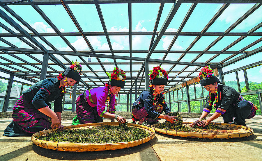 Được coi là cái nôi của chè, tỉnh Vân Nam thu về 100 tỷ nhân dân tệ (14,19 tỷ USD) mỗi năm từ ngành này. Quận Mãnh Hải, thuộc khu tự trị Xishuangbanna Dai của Vân Nam, được quốc tế công nhận là một trong những nơi sản sinh ra trà Phổ Nhĩ. Nằm ở độ cao hơn 1.600 mét so với mực nước biển, ngôi làng Laoman'e trên núi Blang ở Mãnh Hải là một ngôi làng cổ của dân tộc Blang, với lịch sử kéo dài hơn 1.400 năm.