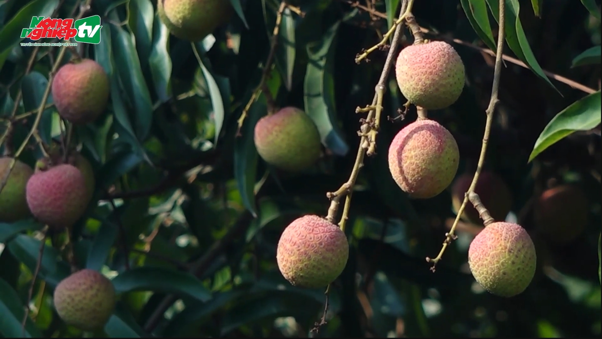 Hai Duong province’s total lychee output this year is estimated at 60,000 tons. Photo: AgriTV.