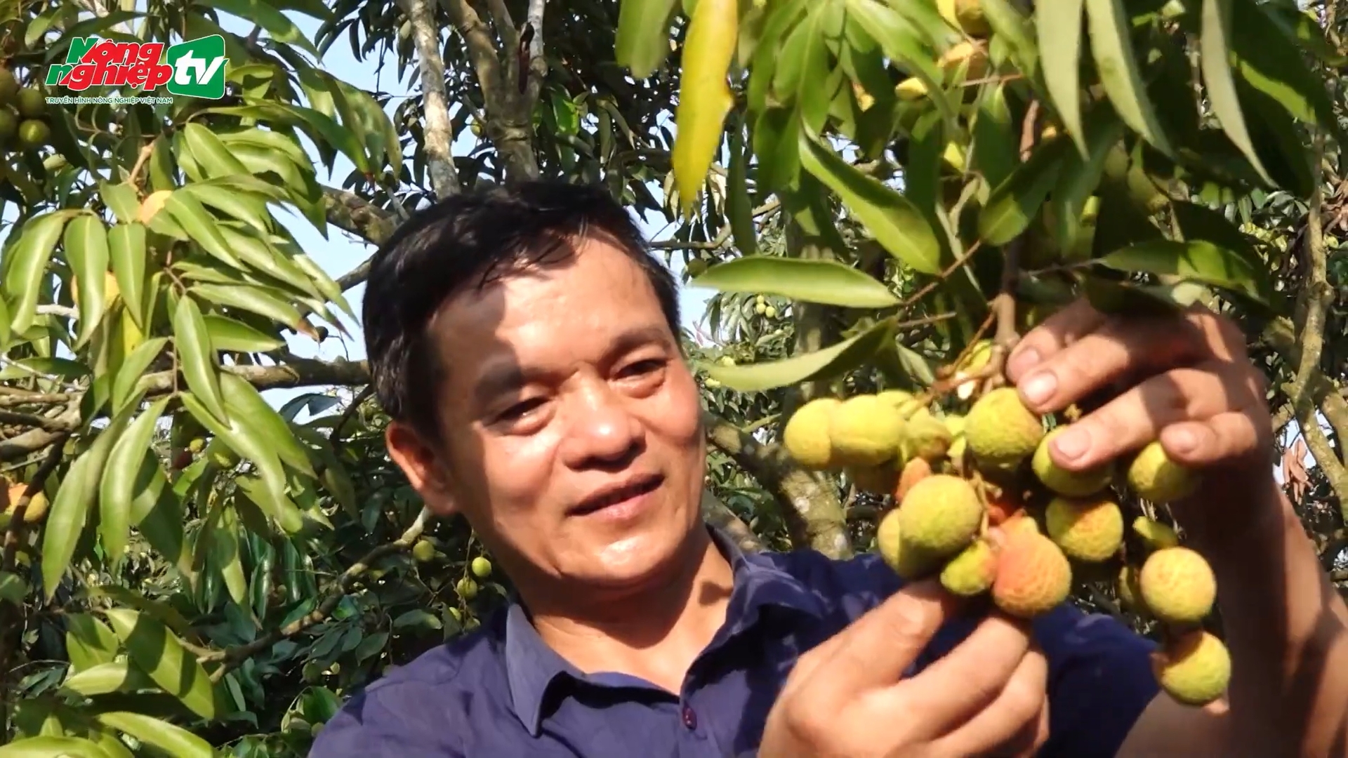 According to Mr. Pham Van Giang, leader of the Lychee Production Cooperative Group 10, all of the lychees released to the market are GlobalGAP-qualified. Photo: AgriTV.