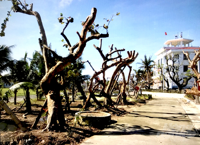 Năm 2020 xuất hiện cơn bão lớn nhất trong lịch sử đi vào biển Đông đã tàn phá toàn bộ hệ thống cây cối trên đảo Song Tử Tây. Ảnh: Ngô Xuân Chinh.