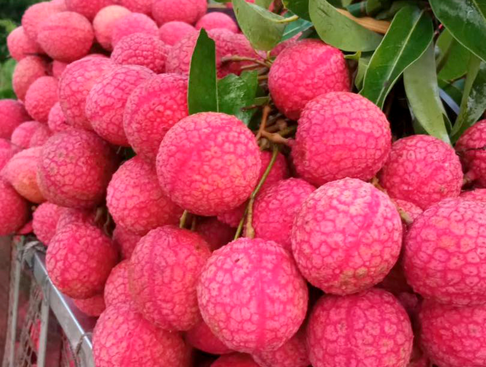 Bac Giang lychee. Photo: Tuy Hoa.