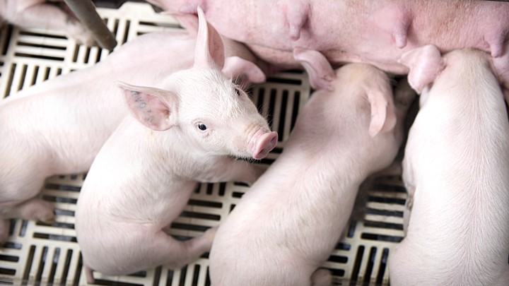 Update on the price of live pork market in 3 regions on 06/2/2023