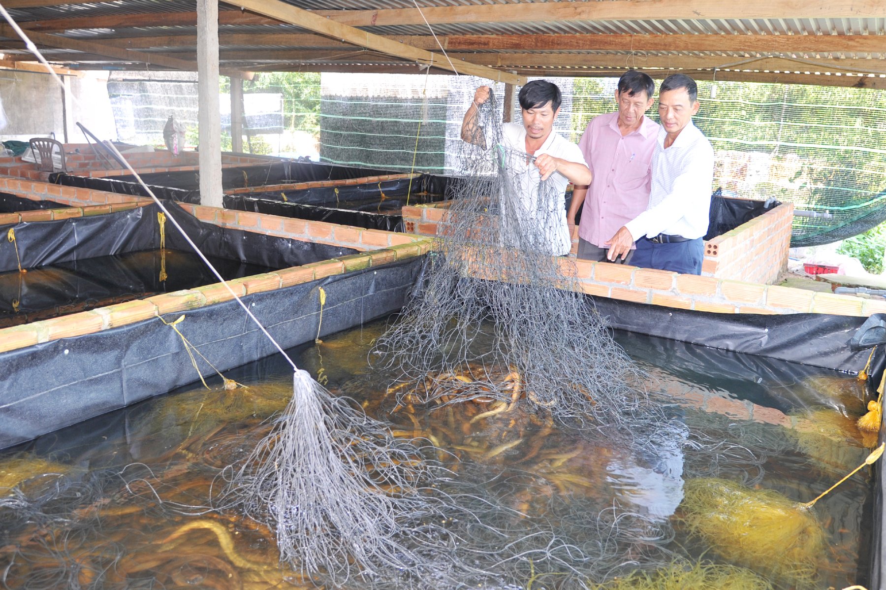 Mô hình nuôi lươn không bùn đang mang lại hiệu quả cao cho người nuôi. Ảnh: KS.