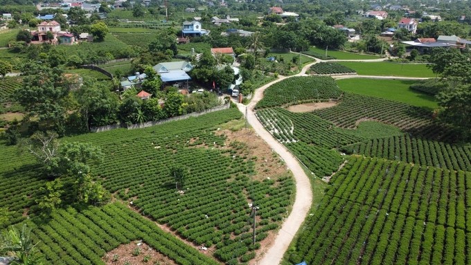Tan Cuong Commune, the 'first famous tea' land. Photo: Toan Nguyen.