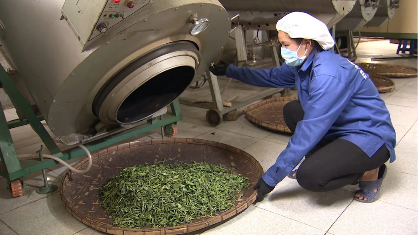 HTX chế biến chè Phìn Hồ chế biến trà shan tuyết cổ thụ hữu cơ theo tiêu chuẩn châu Âu. Ảnh: TL.