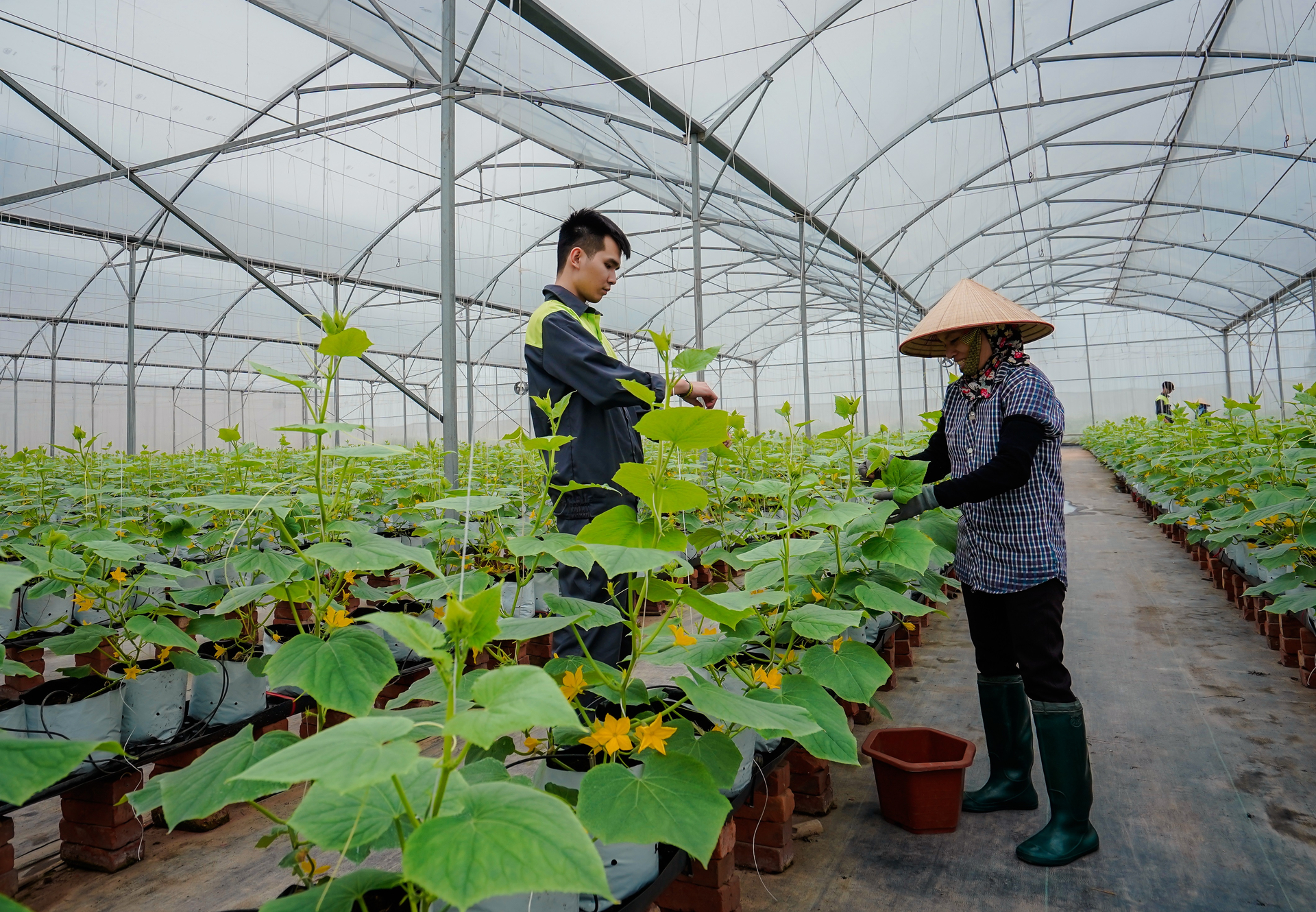 Thủ tướng Chính phủ yêu cầu Bộ NN-PTNT triển khai số hóa cơ sở dữ liệu, thông tin về HTX nông nghiệp. Ảnh: Trung Quân.