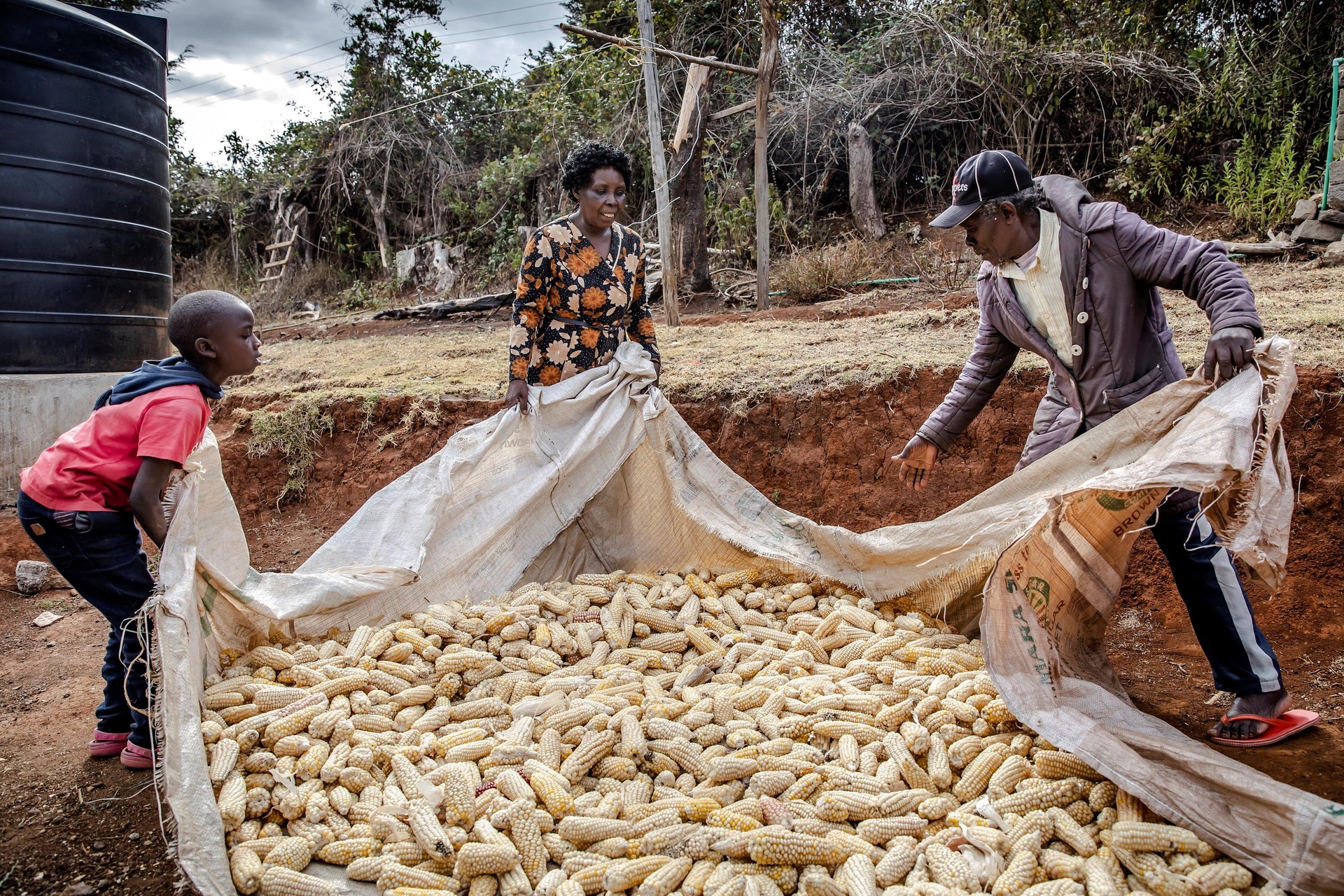 Gathering maize in Kenya. Photo: FAO/Luis Tato