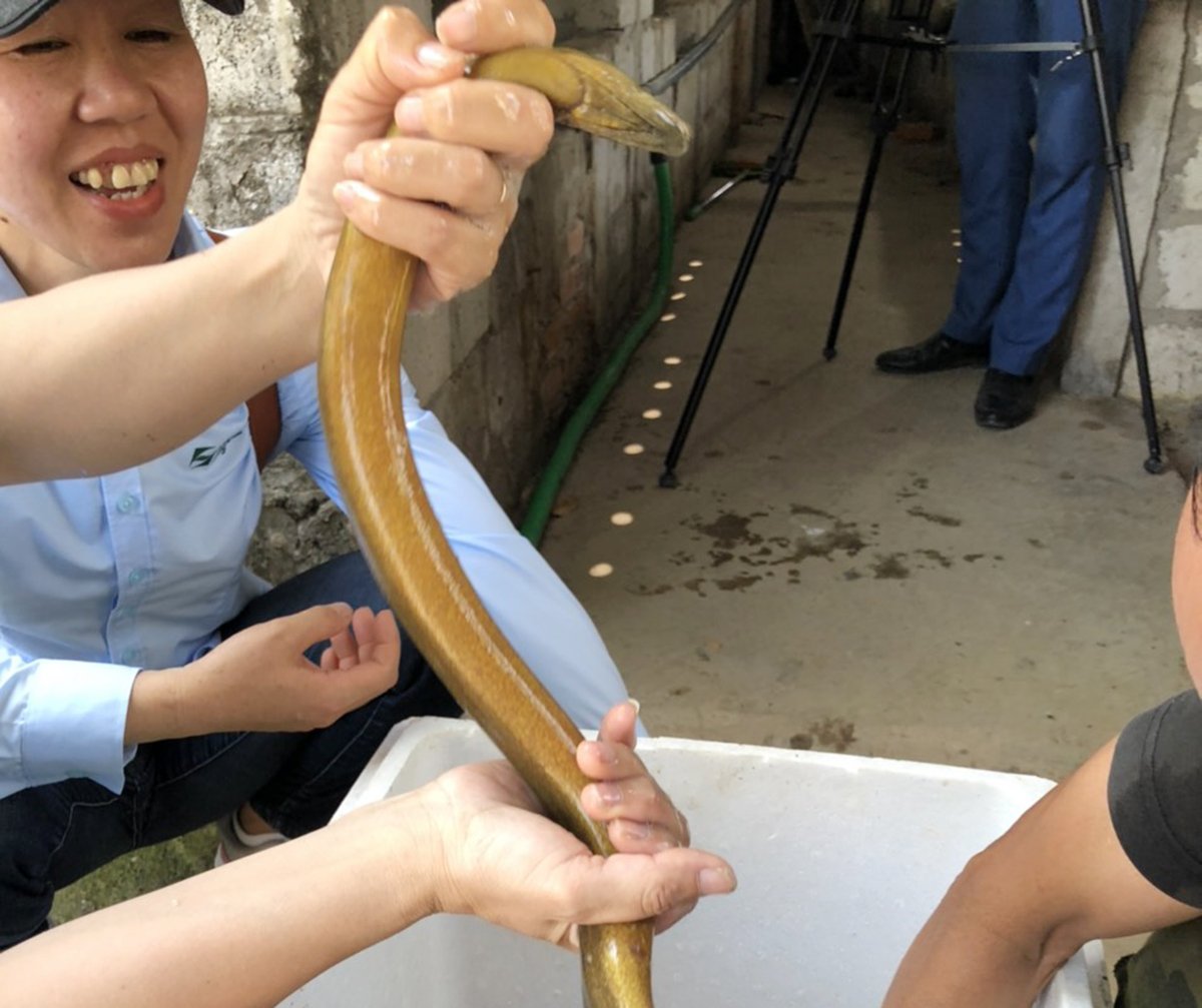 Mô hình nuôi lươn không bùn tại gia đình ông Châu đạt hiệu quả, có thể nhân rộng. Ảnh: Đinh Tùng.